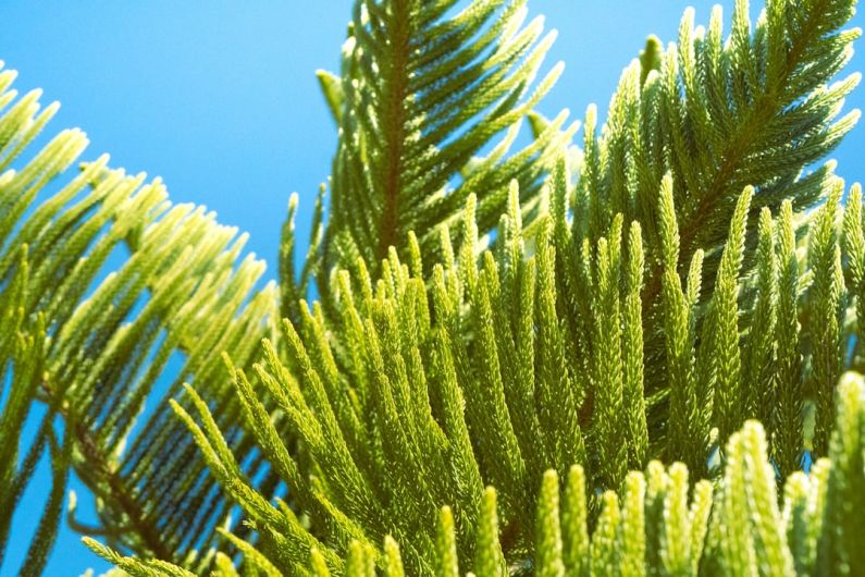 Recyclable Materials - a close up of a pine tree with a blue sky in the background