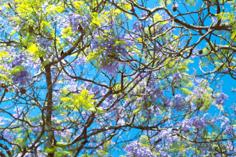 Nanotechnology Materials - a tree filled with lots of purple and green flowers